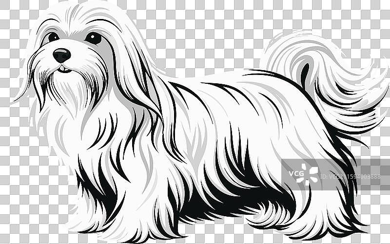 干净逼真的全身马尔济斯犬图片素材