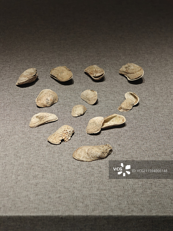 南越王博物院珍贵文物-西汉-青蚶图片素材