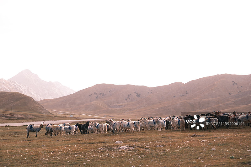 柏树山的羊群图片素材