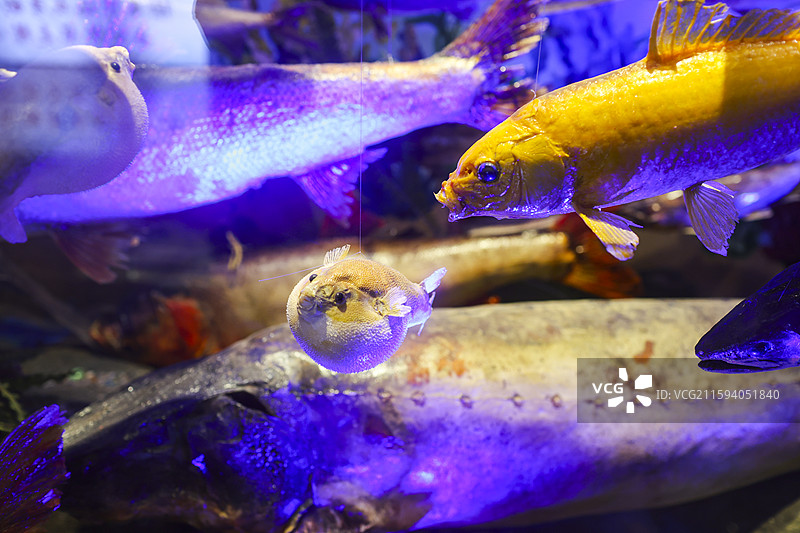 哈尔滨福成厚餐厅展示的寒地江鱼标本展缸图片素材