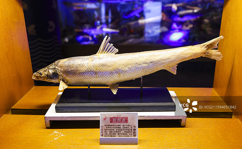 东北福成厚餐厅展示的东北“三花五罗”等鱼类标本组图图片素材