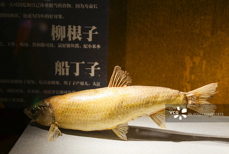 东北福成厚餐厅展示的东北“三花五罗”等鱼类标本组图图片素材