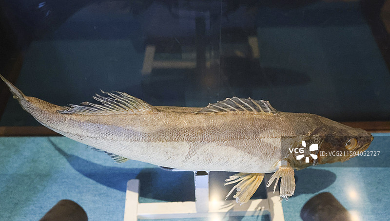 东北福成厚餐厅展示的东北“三花五罗”等鱼类标本组图图片素材