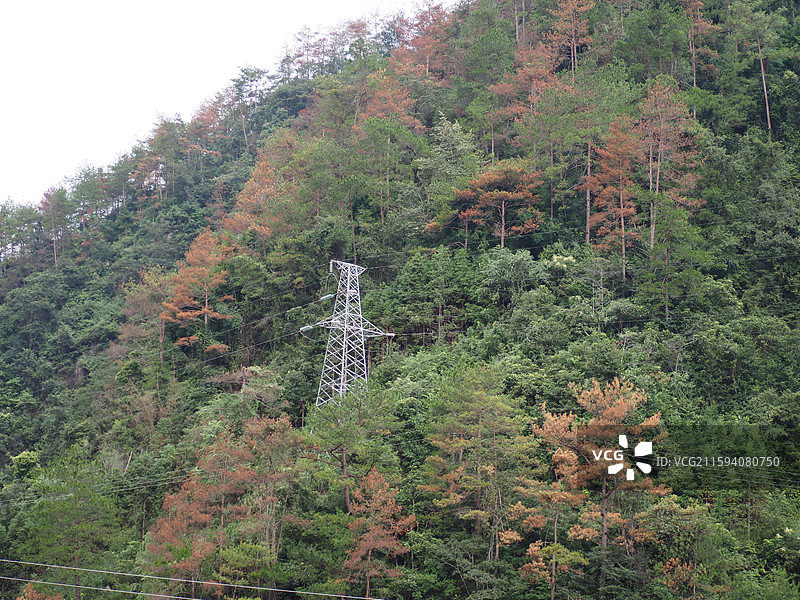 秋季森林树木的低角度视图图片素材