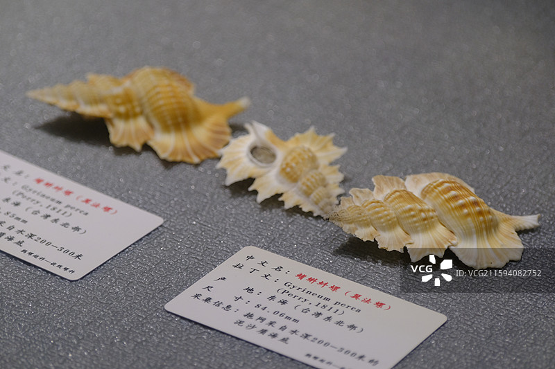 鳍蝌蚪螺（翼法螺）图片素材