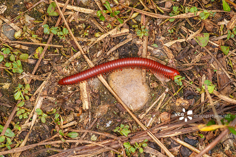 红褐色千足虫爬行在地面图片素材