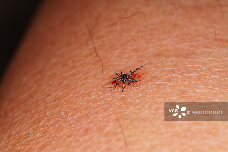 吸血后被拍死的蚊子图片素材