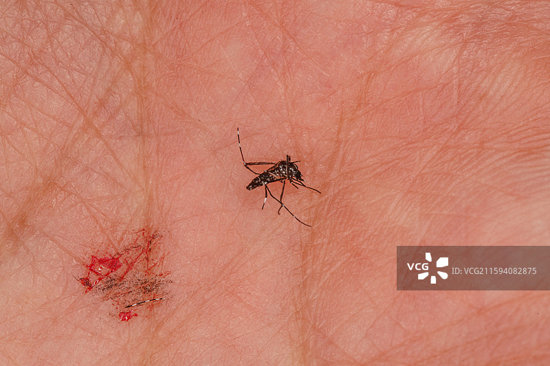 手掌上的蚊子及残留血迹图片素材