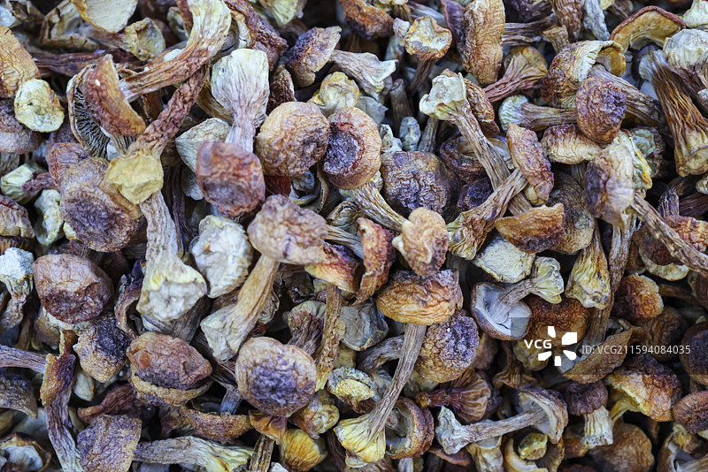 东北早市上的各种新鲜蘑菇和干蘑菇组图图片素材