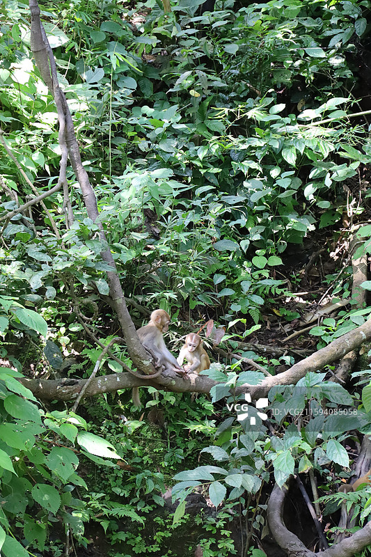 西双版纳图片素材