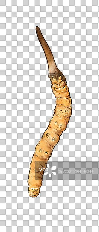 冬虫夏草图片素材