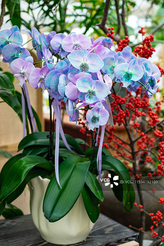 中国野生植物和野外植物拍摄主题，一株玫红色蓝色紫色粉色的蝴蝶兰盆栽植物，室内无人图像摄影图片素材