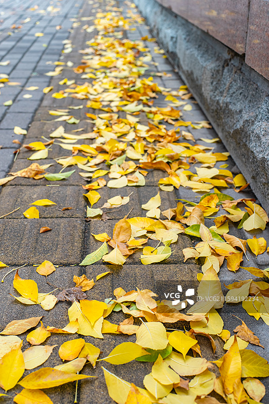中国野生植物拍摄主题，步行道路砖地上黄色的树叶子，户外白昼无人图像摄影图片素材