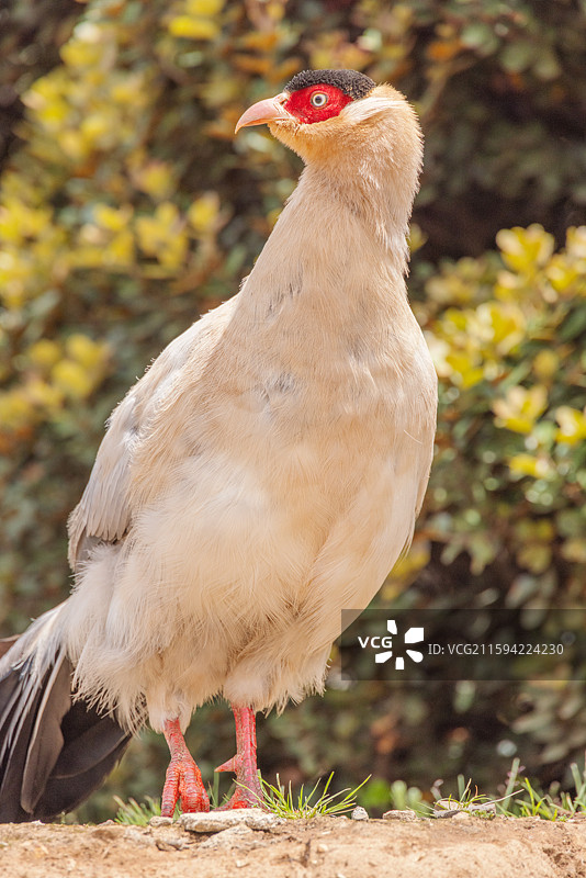 四川甘孜州稻城县野生鸟类白马鸡图片素材