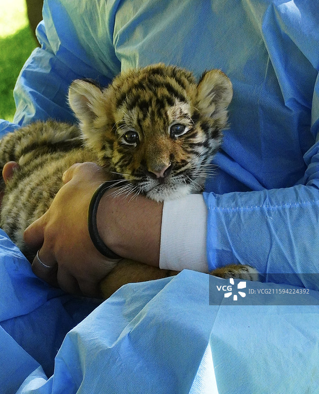 东北虎林园 东北虎幼崽图片素材