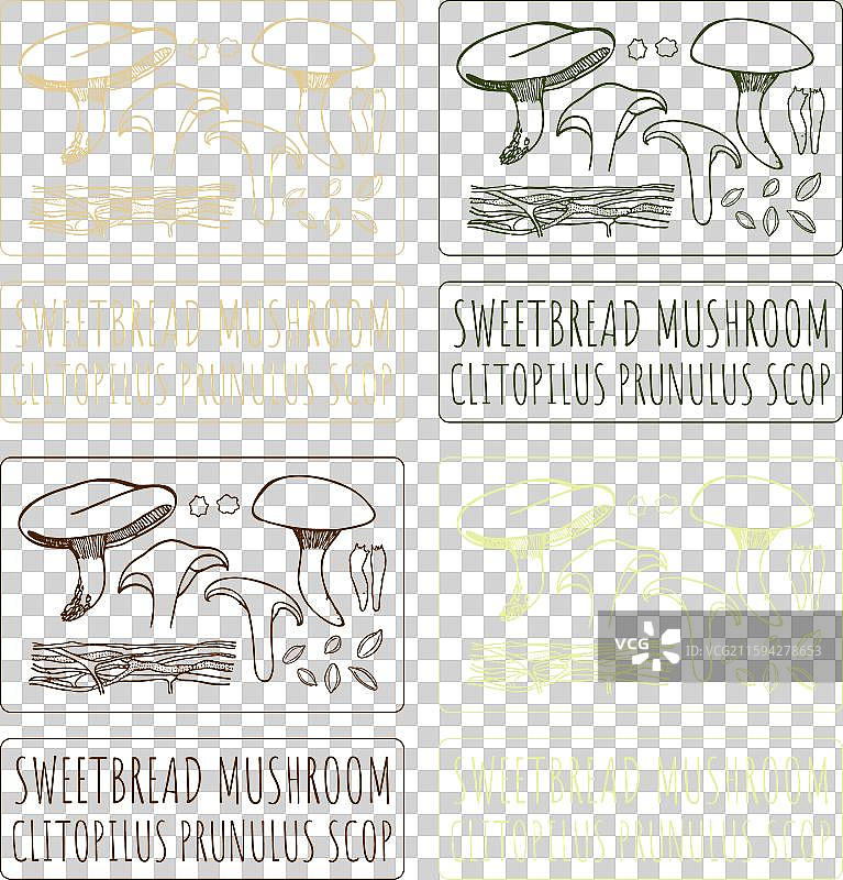 各种风格的甜面包菌插画集图片素材