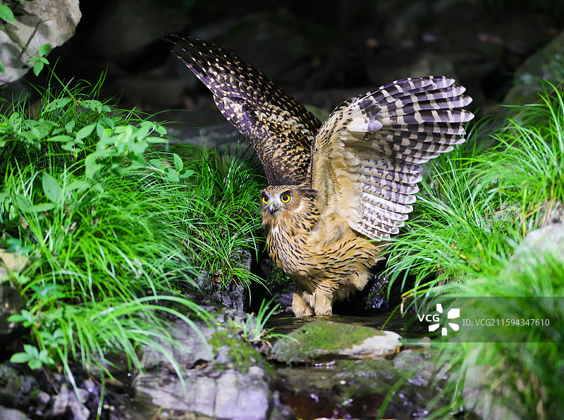 黄腿渔鸮图片素材