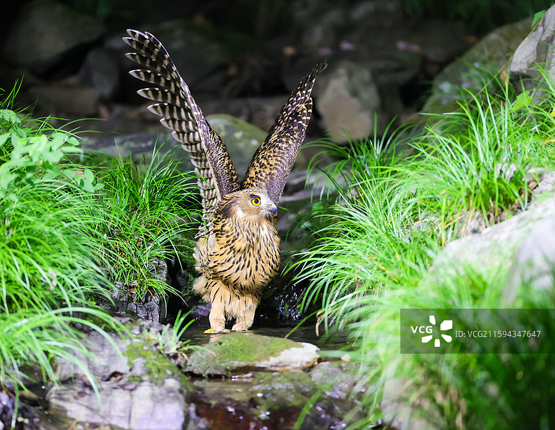 黄腿渔鸮图片素材