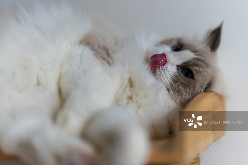 慵懒布偶猫趴在猫爬架图片素材