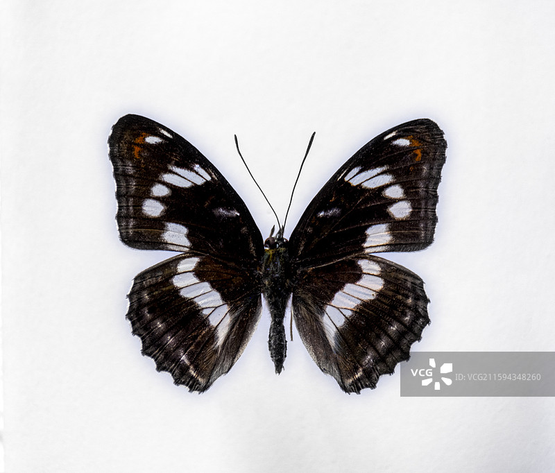 中国蝴蝶标本图片素材