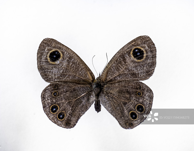 中国蝴蝶标本图片素材