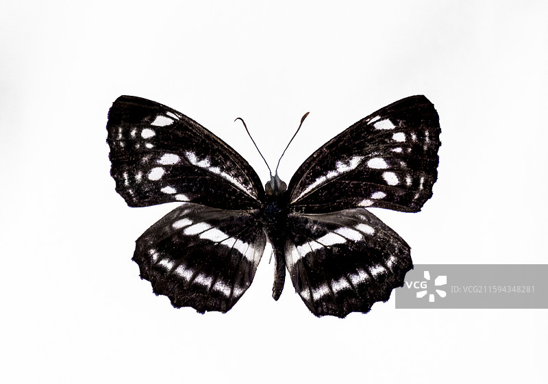 中国蝴蝶标本图片素材