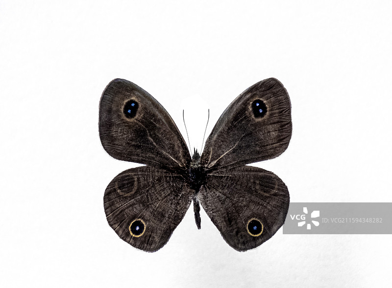 中国蝴蝶标本图片素材