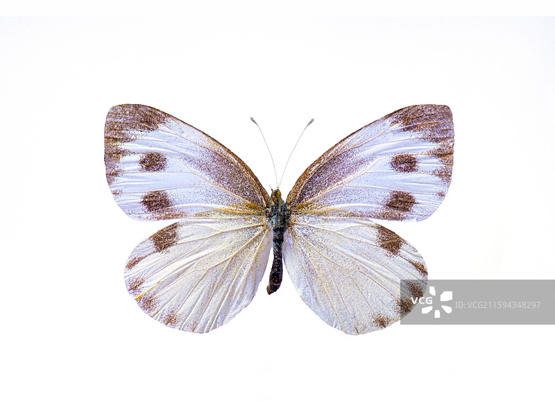 中国蝴蝶标本图片素材