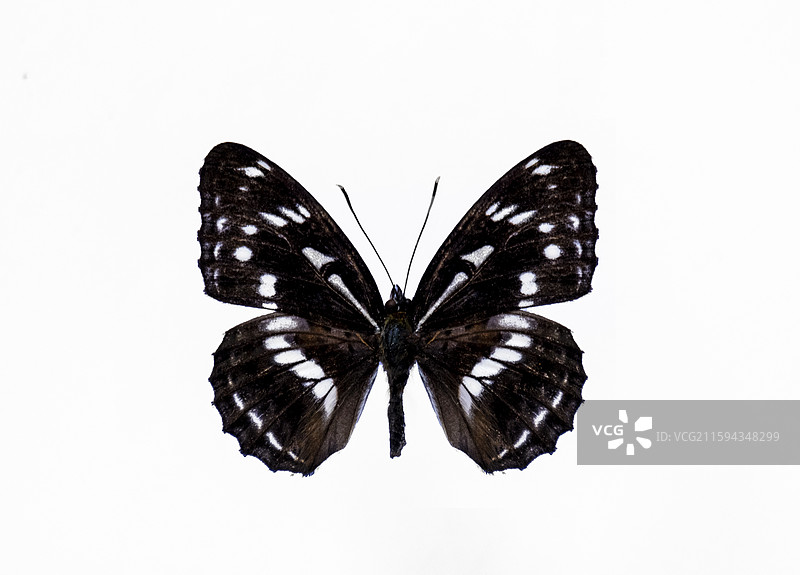 中国蝴蝶标本图片素材