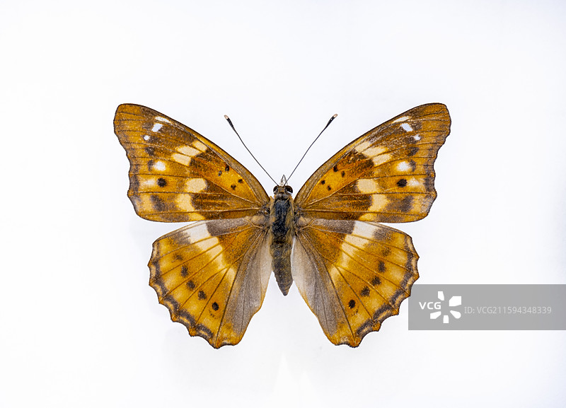 中国蝴蝶标本图片素材