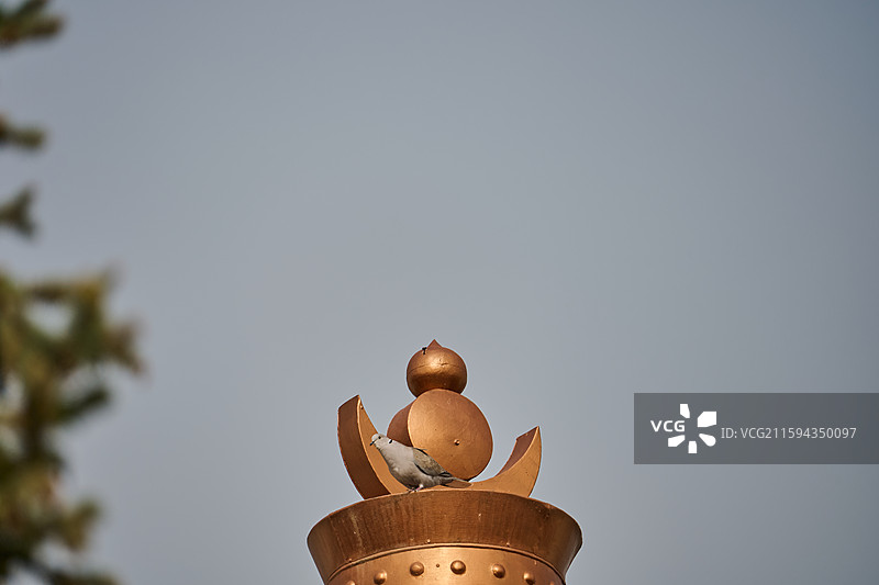 甘肃武威凉州白塔寺景区白塔顶上的灰斑鸠图片素材