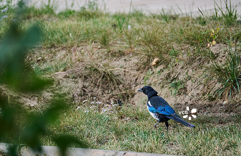 甘肃武威凉州白塔寺喜鹊图片素材