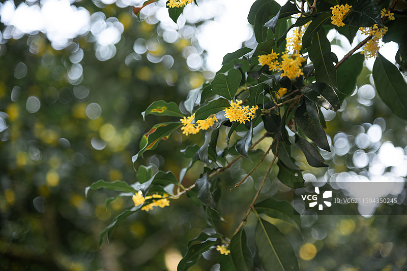 杭州金秋桂花满陇桂雨图片素材