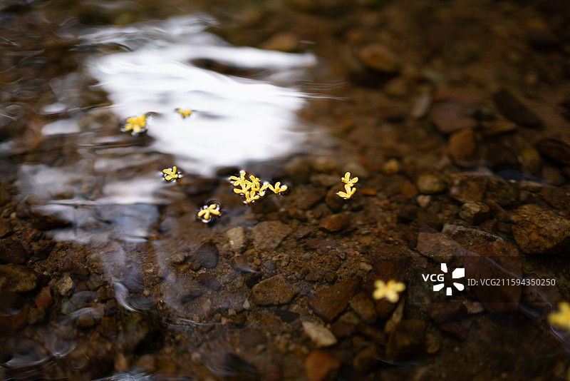 杭州金秋桂花满陇桂雨图片素材