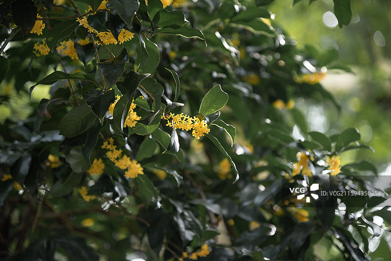杭州金秋桂花满陇桂雨图片素材