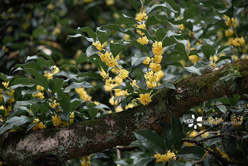 杭州金秋桂花满陇桂雨图片素材