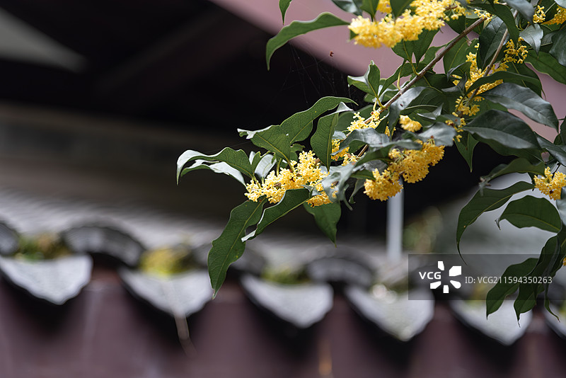 杭州金秋桂花满陇桂雨图片素材