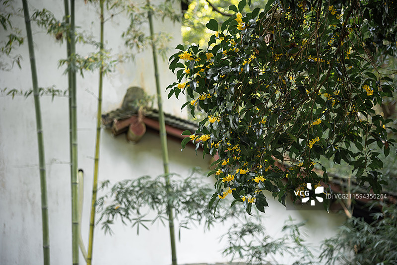 杭州金秋桂花满陇桂雨图片素材