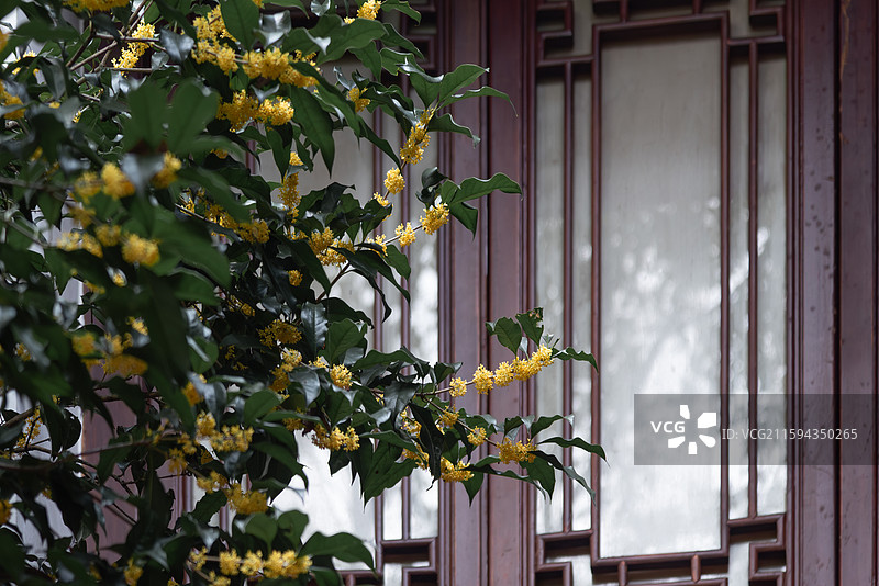 杭州金秋桂花满陇桂雨图片素材