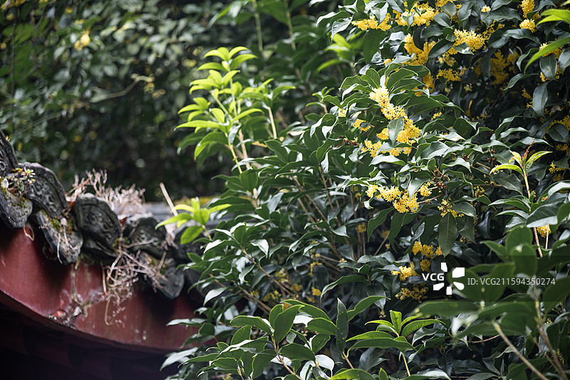 杭州金秋桂花满陇桂雨图片素材