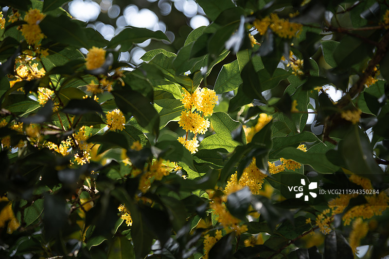 杭州金秋桂花满陇桂雨图片素材