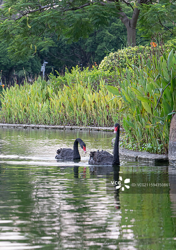 厦大黑天鹅图片素材
