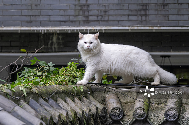临清狮子猫图片素材