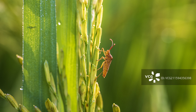 谷穗上的蝽图片素材