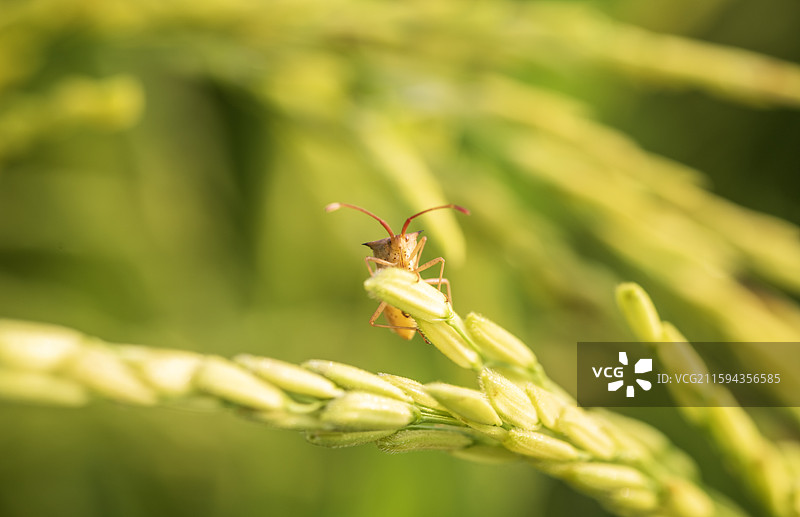 谷穗上的蝽图片素材