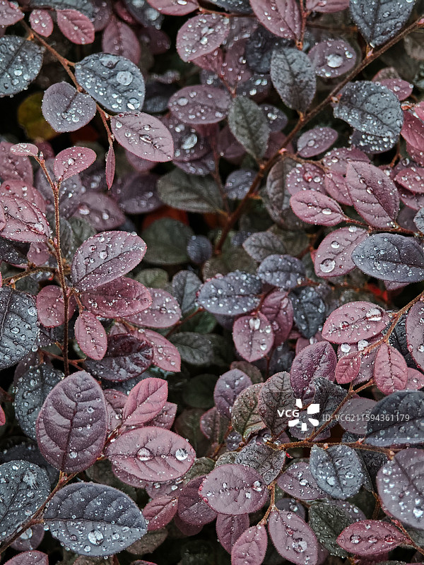一株红花檵木特写图片素材
