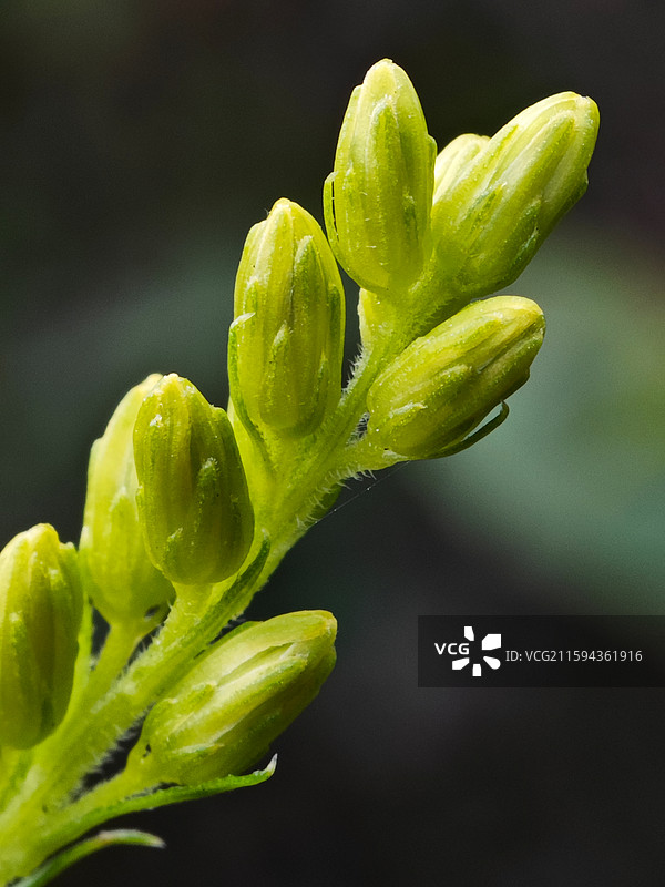 加拿大一枝黄花的花苞微距特写图片素材