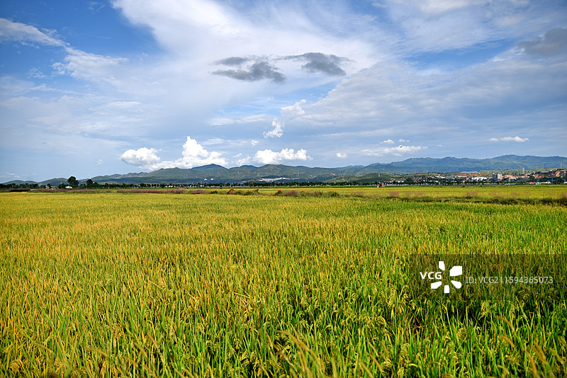 建水双龙桥稻田公园图片素材