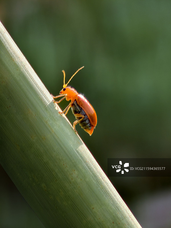 黄足黄守瓜图片素材