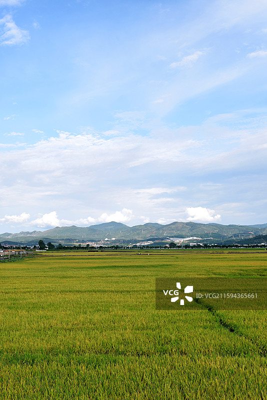 建水双龙桥稻田公园图片素材